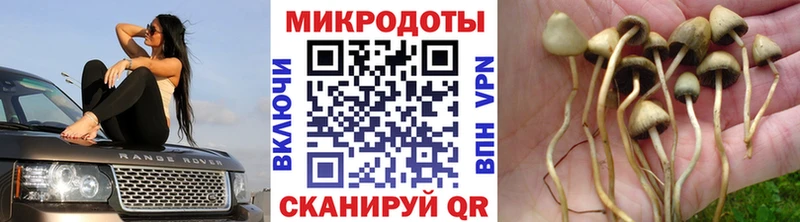 Купить где  Гдов  Галлюциногенные грибы Psilocybine cubensis 